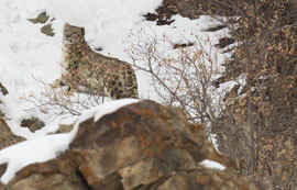 snow leopard